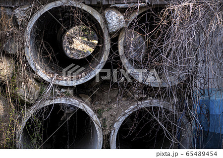 わさび サンジャゴ ピナムル 65489454