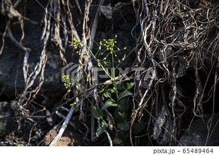 わさび サンジャゴ ピナムル 65489464