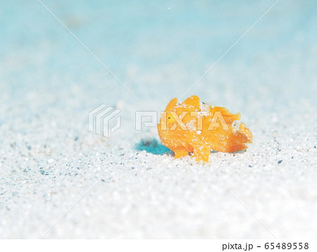カエルアンコウ カエルアンコウ 65489558