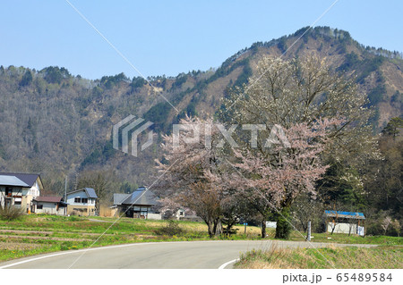 黒谷川の大コブシと桜の花　福島県只見町 65489584
