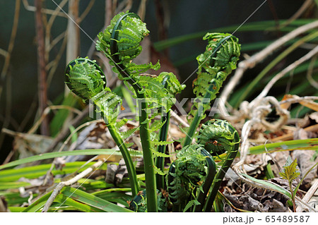 コゴミの芽生え-クサソテツの若芽 福島県只見町 コゴミの芽生え-クサソテツの若芽 福島県只見町 65489587
