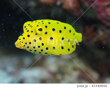 ミナミハコフグ 65489600