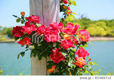 バラの花　チャールストン 65489712