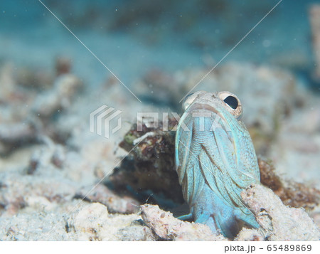 ジョーフィッシュ 65489869