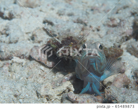 ジョーフィッシュ 65489873