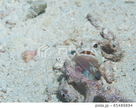 ジョーフィッシュ 65489894