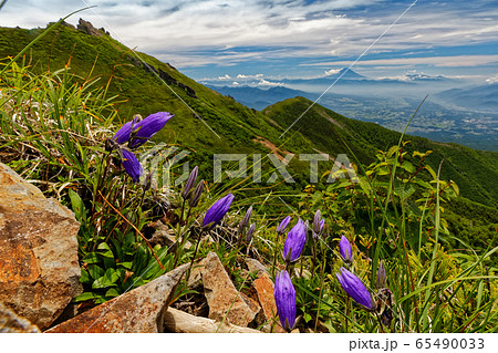 イワギキョウの花と八ヶ岳連峰・権現岳と富士山 65490033