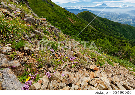 八ヶ岳連峰・権現岳稜線の高山植物と富士山の眺め 65490036