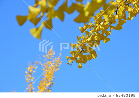 青空・イチョウの葉(秩父ミューズパーク/埼玉県秩父市) 青空・イチョウの葉(秩父ミューズパーク/埼玉県秩父市) 65490199