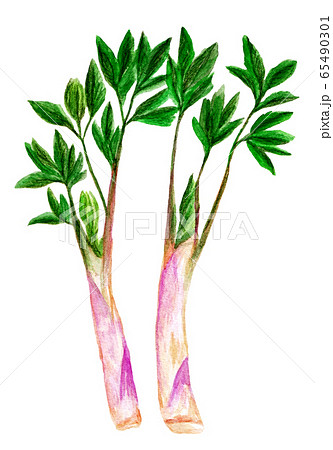 山ウド 水彩画 のイラスト素材 65490301 Pixta