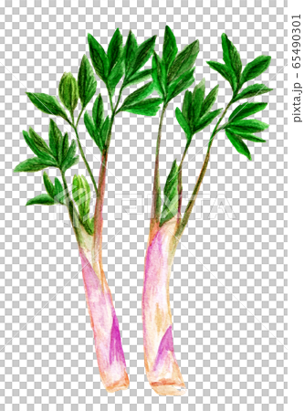 Mountain udo (watercolor) 65490301