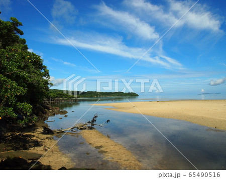 Tropical forest and ocean on sunny day in Okinawa Tropical forest and ocean on sunny day in Okinawa 65490516