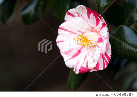 花 植物 ツバキ サザンカ 冬 花 植物 ツバキ サザンカ 冬 65490587