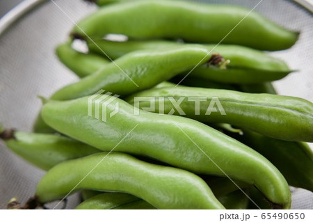 空豆収穫 そら豆 空豆収穫 そら豆 65490650