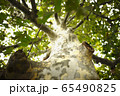 木の根本から見上げた景色 65490825