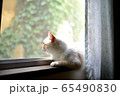 窓から外を眺める猫 65490830