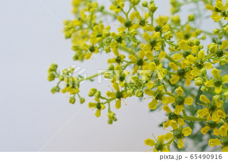 ルーの花 65490916