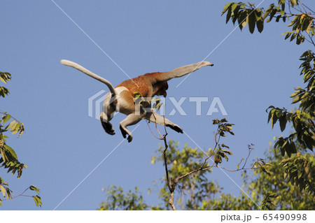 テングザル テングザル 65490998