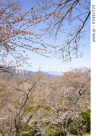 【山梨県】さくらまつりの大法師公園からの風景 【山梨県】さくらまつりの大法師公園からの風景 65491535