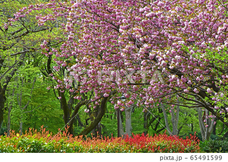 八重桜 65491599