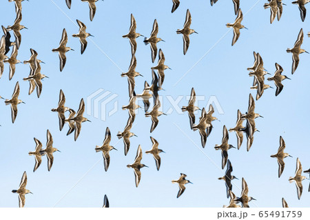 ハマシギ群飛 65491759