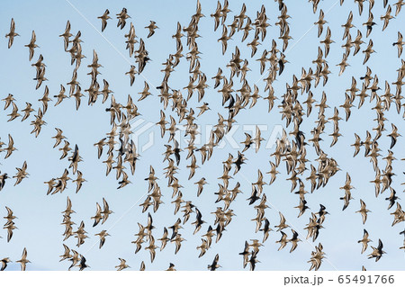 ハマシギ群飛 65491766