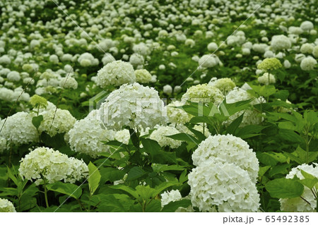 東京サマーランドわんダフルネイチャーヴィレッジあじさい園のアナベルの雪山の写真素材