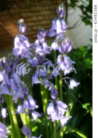 球根の花壇の花:ツリガネズイセン (釣鐘水仙) 球根の花壇の花:ツリガネズイセン (釣鐘水仙) 65492386