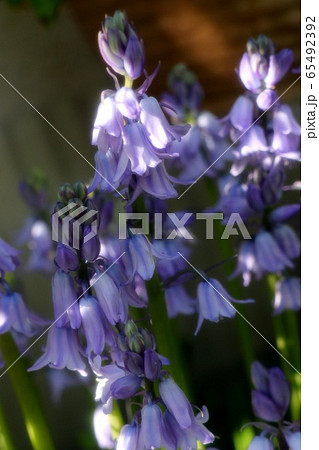 球根の花壇の花:ツリガネズイセン (釣鐘水仙) 球根の花壇の花:ツリガネズイセン (釣鐘水仙) 65492392