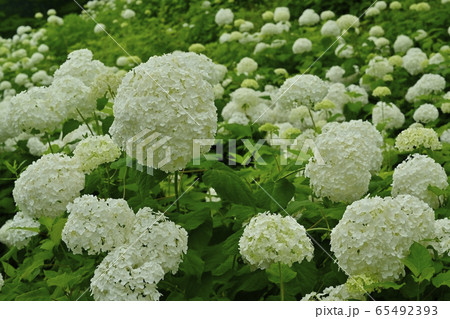 東京サマーランドわんダフルネイチャーヴィレッジあじさい園のアナベルの雪山 65492393