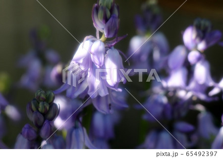 球根の花壇の花：ツリガネズイセン (釣鐘水仙) 65492397