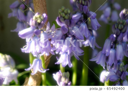 球根の花壇の花:ツリガネズイセン (釣鐘水仙) 球根の花壇の花:ツリガネズイセン (釣鐘水仙) 65492400