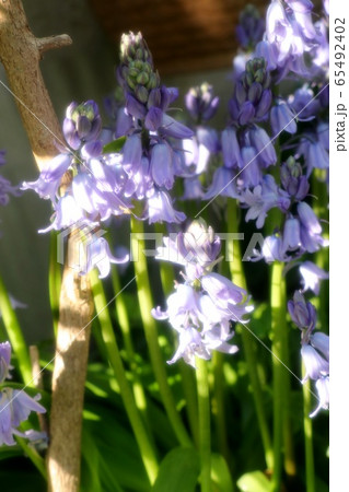 球根の花壇の花:ツリガネズイセン (釣鐘水仙) 球根の花壇の花:ツリガネズイセン (釣鐘水仙) 65492402