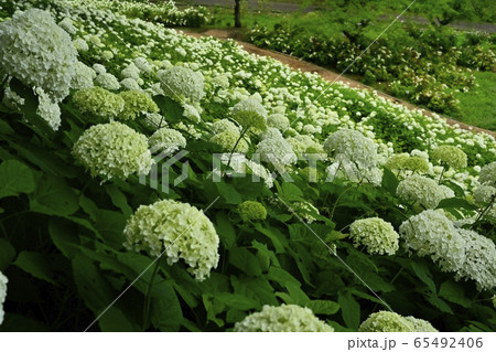 東京サマーランドわんダフルネイチャーヴィレッジあじさい園のアナベルの雪山 東京サマーランドわんダフルネイチャーヴィレッジあじさい園のアナベルの雪山 65492406