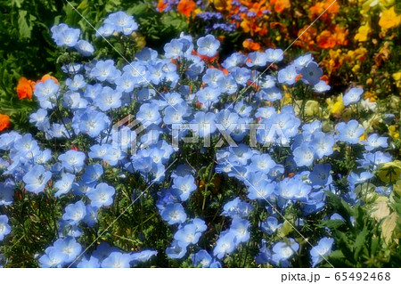 花壇の花 ネモフィラ ベビーブルーアイズ 山田池公園の写真素材