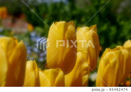 花壇の花：ネモフィラ&チュウリップ：山田池公園 65492474