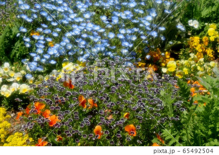 花壇の花：ネモフィラ&チュウリップ：山田池公園 65492504