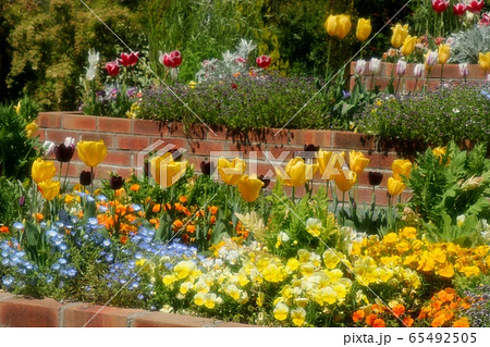 花壇の花：ネモフィラ&チュウリップ：山田池公園 65492505