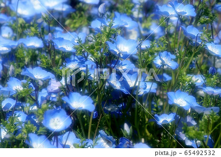 花壇の花：ネモフィラ:ベビーブルーアイズ：山田池公園 65492532