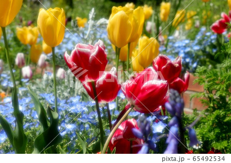 花壇の花：ネモフィラ&チュウリップ：山田池公園 65492534