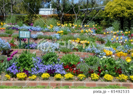 花壇の花：ネモフィラ&チュウリップ：山田池公園 65492535