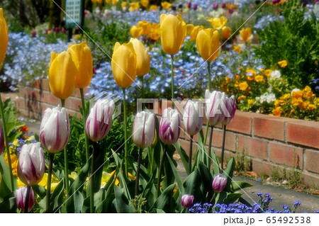 花壇の花：ネモフィラ&チュウリップ：山田池公園 65492538