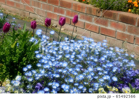 花壇の花：ネモフィラ&チュウリップ：山田池公園 65492566