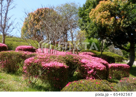 春の木の花：つつじ：キリシマ：山田池公園 65492567