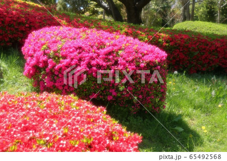 春の木の花:つつじ:キリシマ:山田池公園 春の木の花:つつじ:キリシマ:山田池公園 65492568