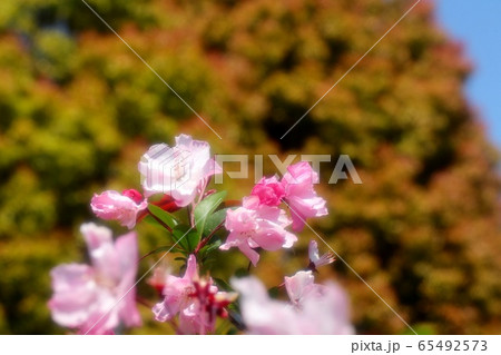 木の花 カイドウザクラ 山田池公園 の写真素材