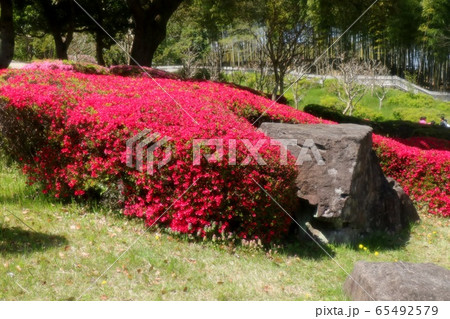 春の木の花：つつじ：キリシマ：山田池公園 65492579