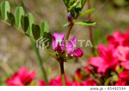 躑躅の中の 野の花 カラスノエンドウの写真素材