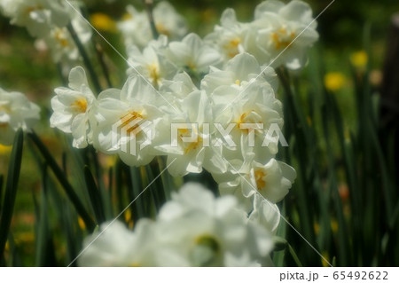 冬の花:リプリート、スイセン:山田池公園 冬の花:リプリート、スイセン:山田池公園 65492622