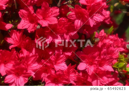 春の木の花：つつじ：キリシマ：山田池公園 65492623
